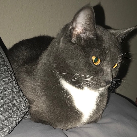 Meet your Posher, Victoria - Picture 2 of 7